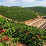 Safra de café em Minas pode chegar a 33,4 milhões de sacas: o que o novo levantamento revela ao produtor