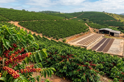 Safra de café em Minas pode chegar a 33,4 milhões de sacas: o que o novo levantamento revela ao produtor