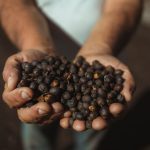 Mãos seguram frutos de café recém-colhidos sob a luz do sol, em Dom Viçoso, Minas Gerais.