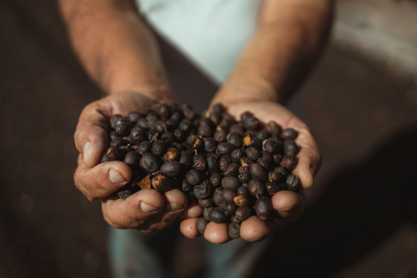 Mãos seguram frutos de café recém-colhidos sob a luz do sol, em Dom Viçoso, Minas Gerais.